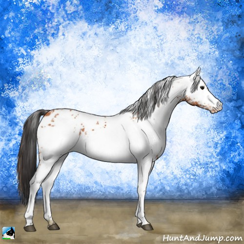Horse Color:White Spotted Bay Appaloosa 