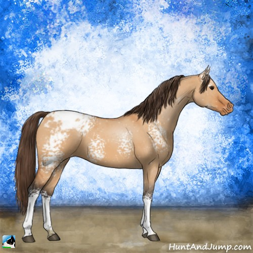 Horse Color:White Spotted Bay Dun Appaloosa 