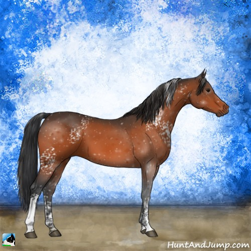 Horse Color:White Spotted Bay 