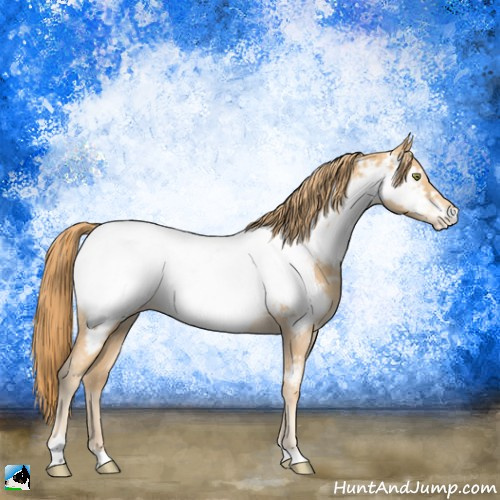 Horse Color:Gold Champagne Tobiano Appaloosa 