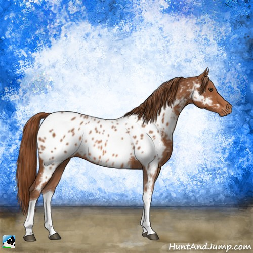 Horse Color:Chestnut Tobiano Appaloosa 