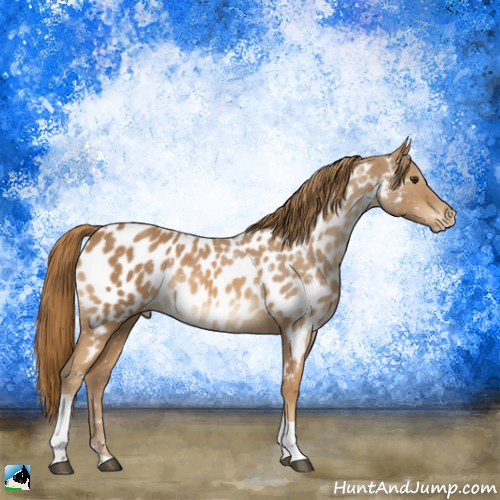 Horse Color:Chestnut Tobiano Appaloosa 