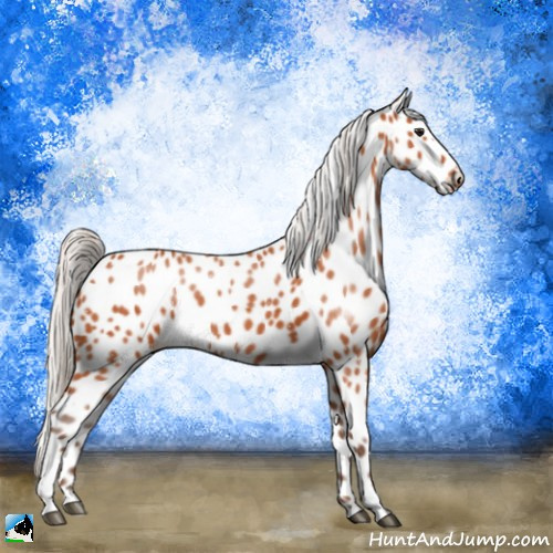 Horse Color:Silver Bay Sabino Appaloosa 