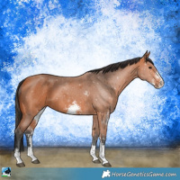 Horse Color:Bay Sabino 