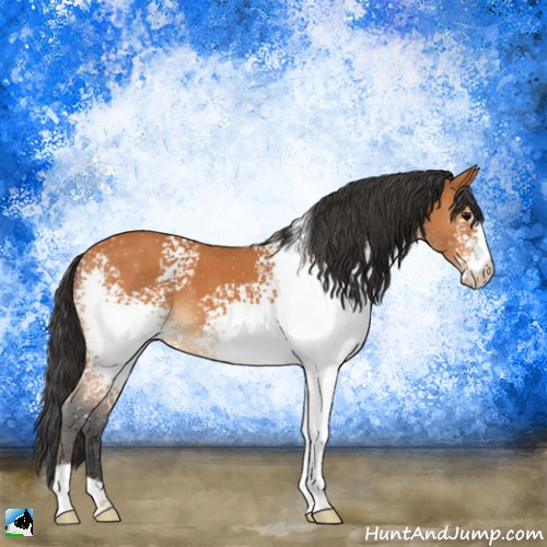 Horse Color:White Spotted Bay 