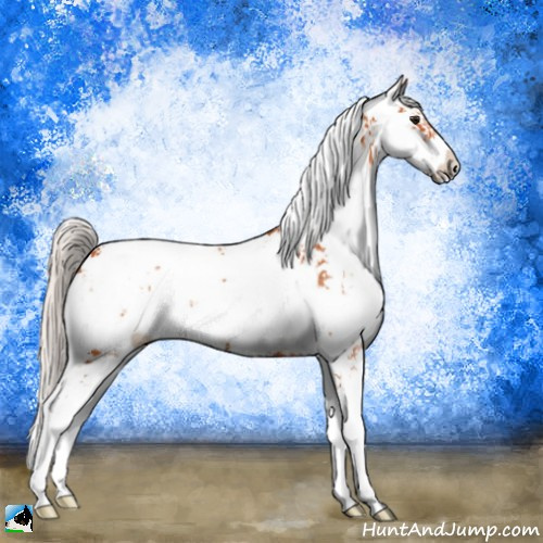 Horse Color:Silver Bay Sabino 