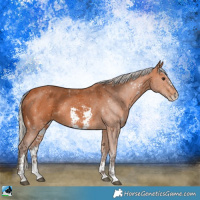 Horse Color:Silver Bay Sabino 