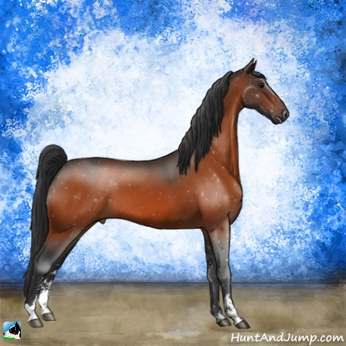 Horse Color:Bay Sabino 