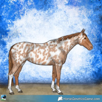 Horse Color:Red Roan Tobiano Near Leopard Rabicano