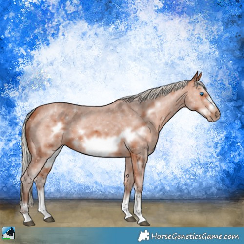 Horse Color:Silver Bay Sabino Frame 