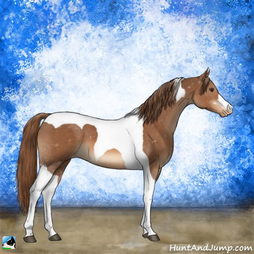Horse Color:Chestnut Tobiano Appaloosa 