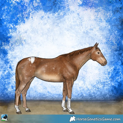 Horse Color:Gray Chestnut Tobiano Appaloosa
