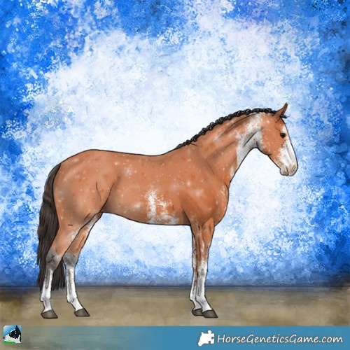 Horse Color:White Spotted Bay 