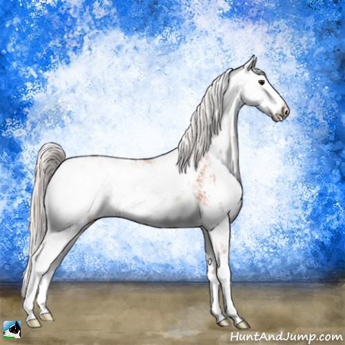 Horse Color:Silver Bay Sabino 
