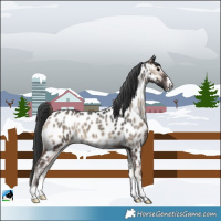 Horse Color:Blue Onyx Near Leopard 