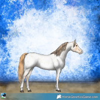 Horse Color:Red Roan Sabino Appaloosa 