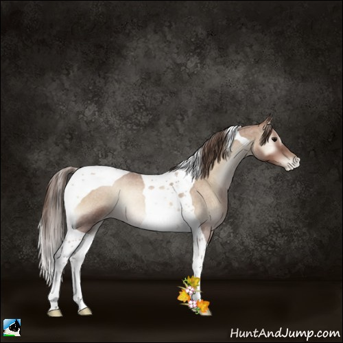 Horse Color:Blue Onyx Roan Pearl Tobiano 