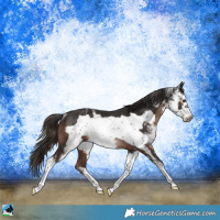 Horse Color:Liver Chestnut Sabino Frame Rabicano