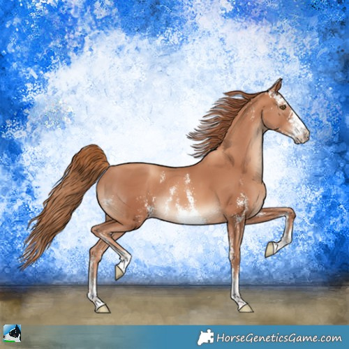 Horse Color:Gold Champagne Sabino Rabicano