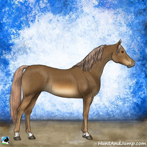 Horse Color:Chocolate Palomino Rabicano 