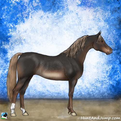 Horse Color:Liver Chestnut Rabicano 