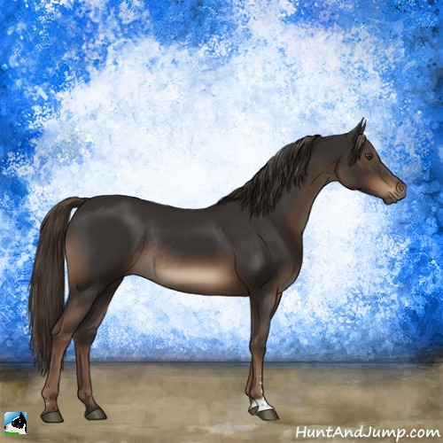 Horse Color:Liver Chestnut Sabino Rabicano 