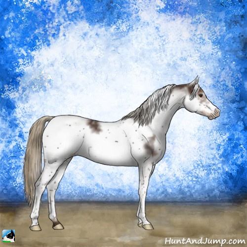 Horse Color:White Spotted Liver Chestnut Frame Rabicano 