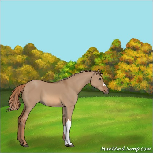 Horse Color:Red Dun 