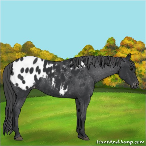 Horse Color:Black Appaloosa