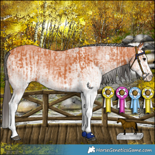 Horse Color:White Spotted Bay Splash  and White Spotted Bay Splash 