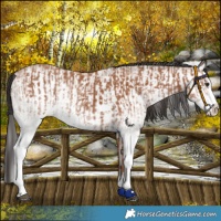 Horse Color:White Spotted Bay Splash and White Spotted Bay Splash