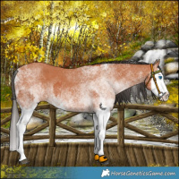 Horse Color:White Spotted Bay Splash and White Spotted Bay Splash