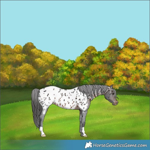 Horse Color:Brown Appaloosa 