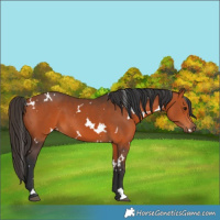 Horse Color:White Spotted Bay 