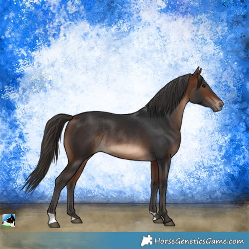 Horse Color:Bay Rabicano 