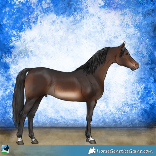 Horse Color:Brown Rabicano 