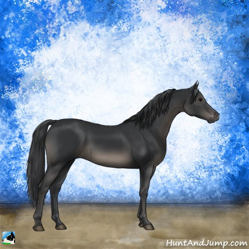 Horse Color:Black Rabicano 