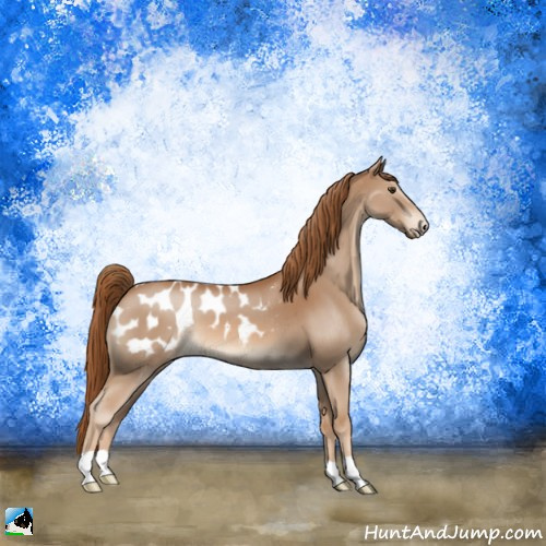 Horse Color:Red Roan Appaloosa 