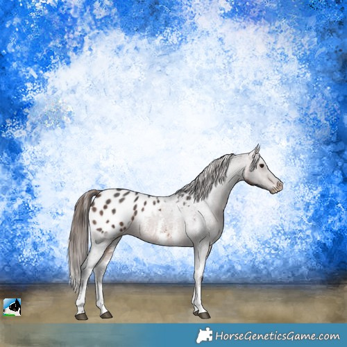 Horse Color:Brown Sabino Appaloosa Rabicano 