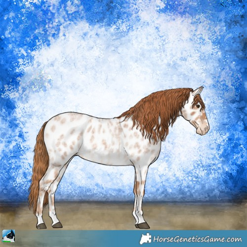 Horse Color:Red Roan Appaloosa