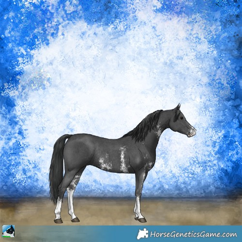 Horse Color:Black Sabino Rabicano