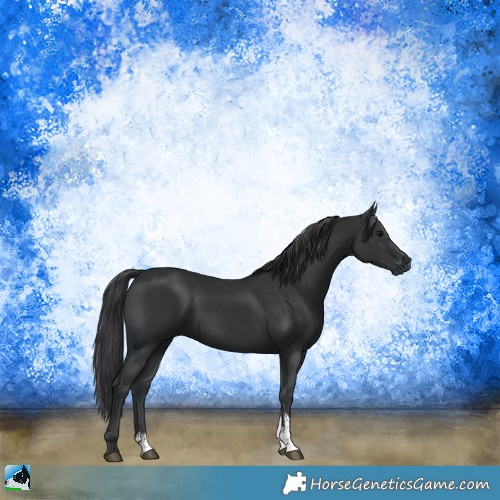 Horse Color:Black Sabino Rabicano