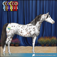 Horse Color:Brown Near Leopard Rabicano 