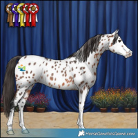 Horse Color:Brown Appaloosa Rabicano