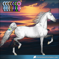 Horse Color:Gray Black Appaloosa Rabicano