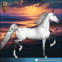 Horse Color:Gray Black Appaloosa Rabicano