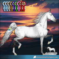 Horse Color:Gray Black Appaloosa Rabicano 