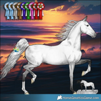 Horse Color:Gray Black Appaloosa Rabicano