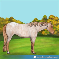 Horse Color:Red Roan Appaloosa 
