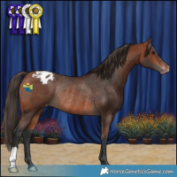 Horse Color:Bay Varnish Rabicano 